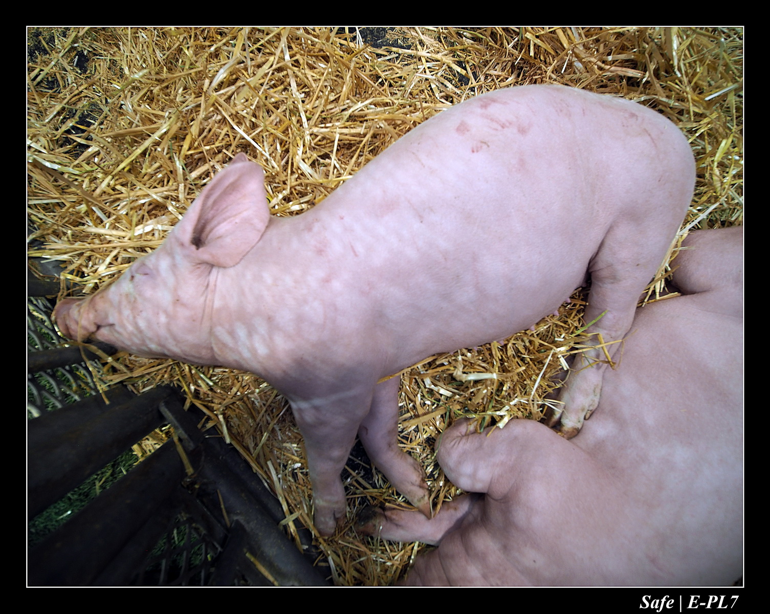 2020 - 02 - Salon agriculture 69